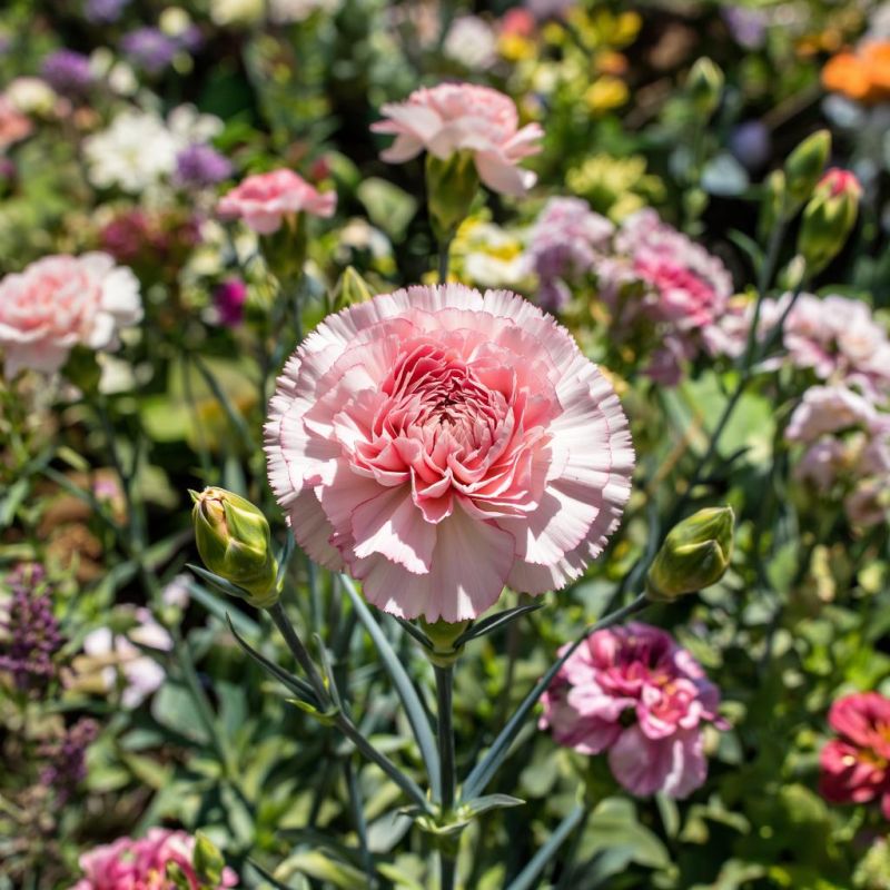 ������������� ��������: 5 ������, ������� ������� ��� ��� ��� ������ �����