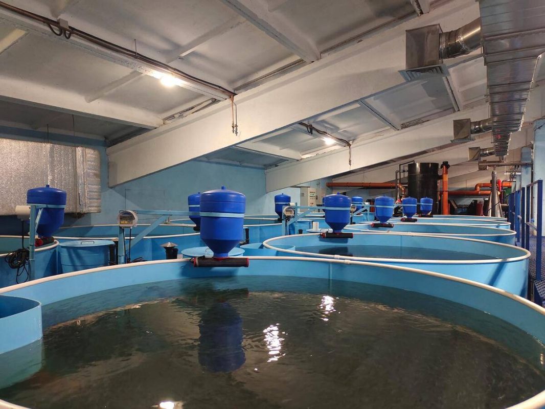 ���� ����������� � ����������� �����������������: ������� � �� ������ ����� ������������ � ��������