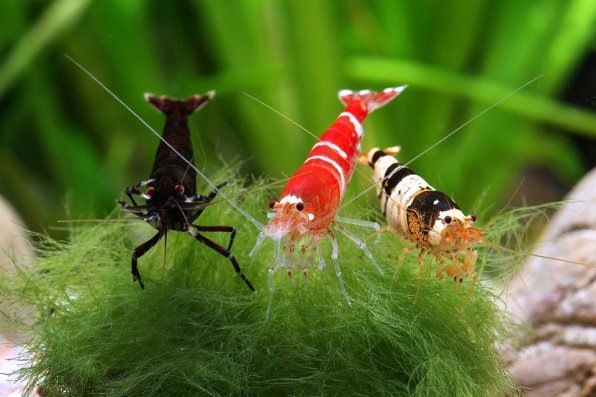 ���������� ����������� ��������