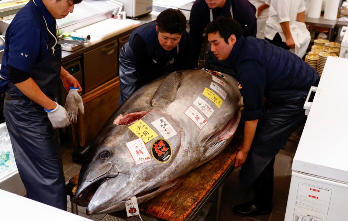 Наблюдение за началом рыболовного сезона: голубой тунец на аукционе в Токио и его смысл для быта