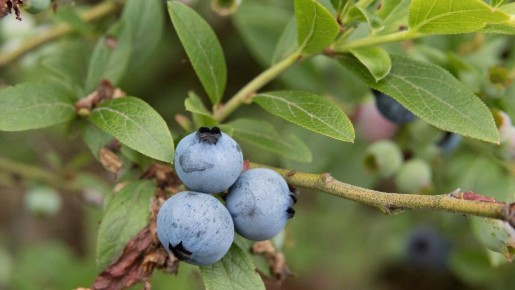 ��� ��������� ��������� �� ��������� ������: ������� �������� ������