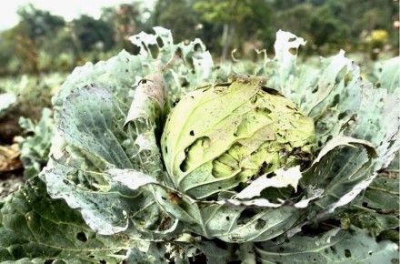 ����������� ������� ������ ������� �� ���������� ��� �����