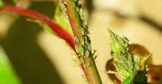 ����������� ������� ������ � ���� �� ����� ������