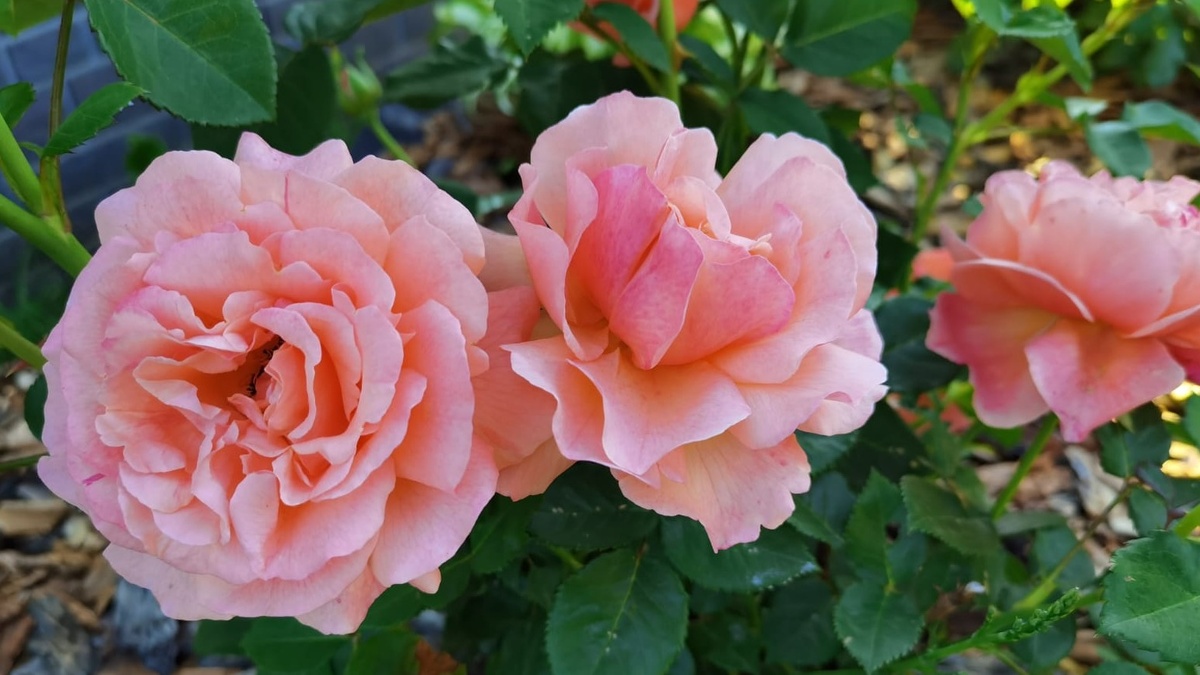 Морозоустойчивые розы: как избежать разочарования и выбрать настоящие канадские сорта