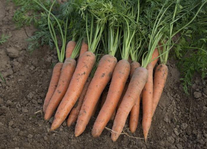 осень на пороге: когда пора убирать урожай до дождей