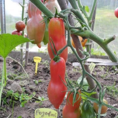 Томат Розовый клык: идеальный выбор для любителей сладких плодов