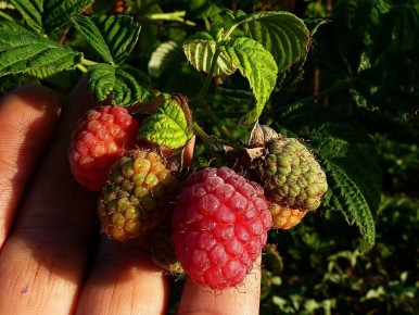 ����� �� ����������� ��� ������: ��� ����������� ������� �� ������� ������ � ��������