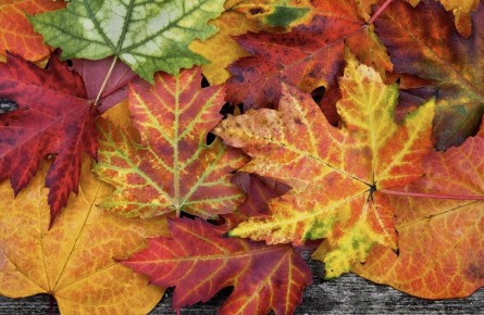 ����� ������� �������: ������ ������� ������ ����� ������ ������