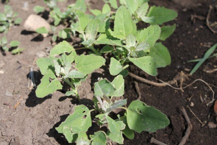 ������ �������: �� ��������� �� �������������