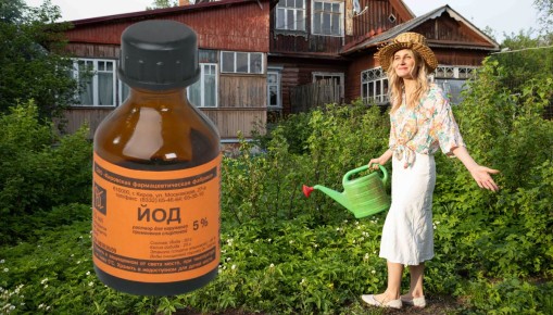 ��� �������� ���: ���� � ������ � ���������� ��� ��������