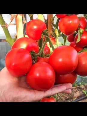 ����� �������: ����������� ����� ��� ������ �������