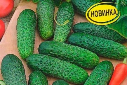 ������ ������: ������� � ������������� ������� ��� ������ �������