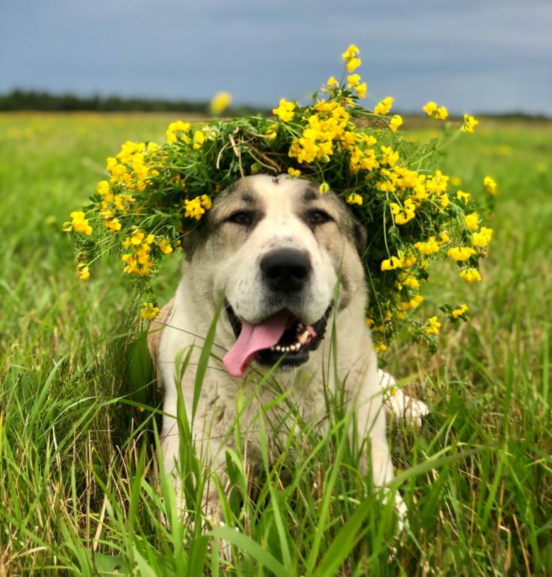 Эффективные методы для борьбы с копанием собак