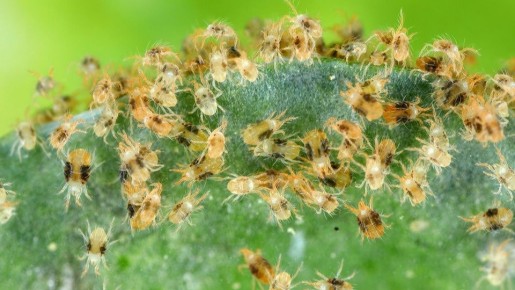 Открытие: Как паутинный клещ смог проникнуть в теплицу даже несмотря на старания садоводов