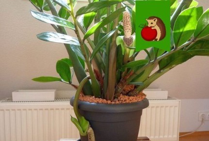 ������������: ������ ��� �������� �� ������ ����������