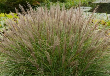 ��������� �����: ������� ��������� ����������� � �������� �������