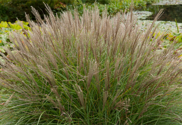 Пампасная трава: секреты успешного выращивания в холодном климате