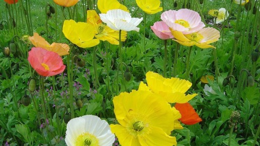 ��������: ������� �������, ������� ����������� ��������� � ����������