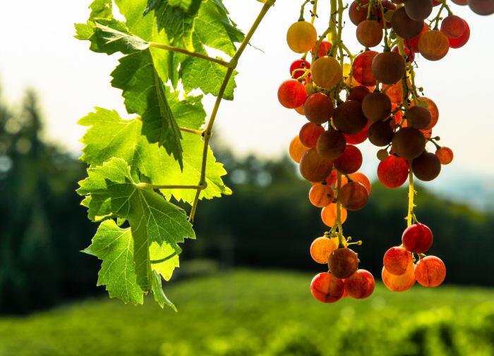 Как правильно укрыть виноград на зиму: полезные советы для садоводов