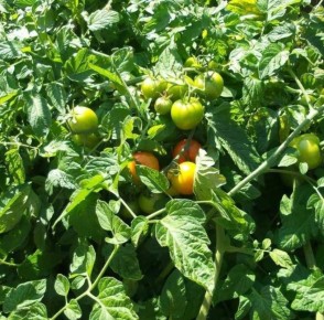 ����� ��������� ���������: ��� ��� ���������� ��� ���