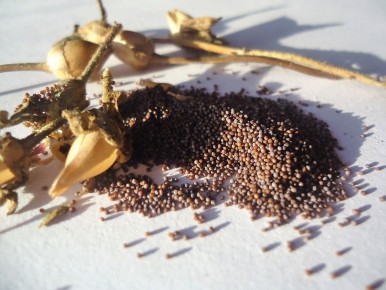 ������: ����� �������� ������ ��� ��������� ��������