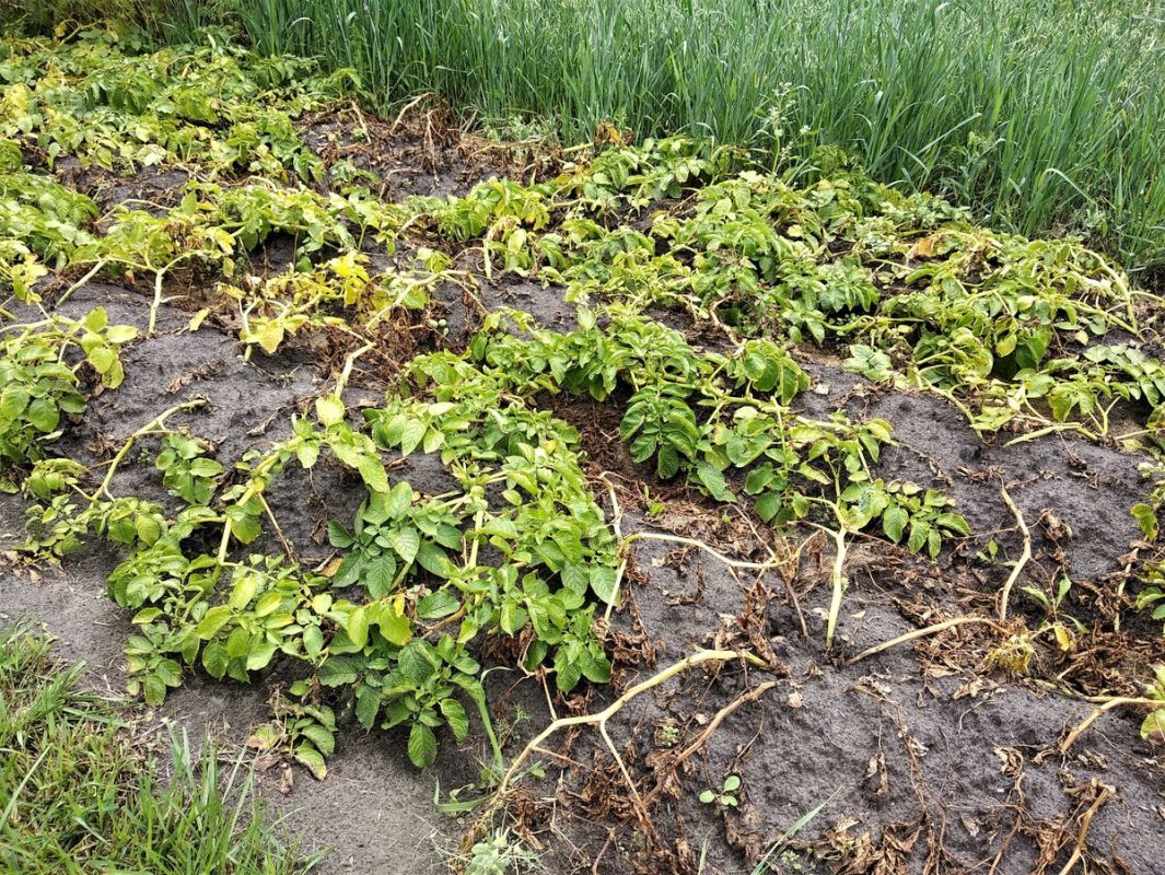 Как правильно поступить с картофельной ботвой перед уборкой: скашивать или оставить?