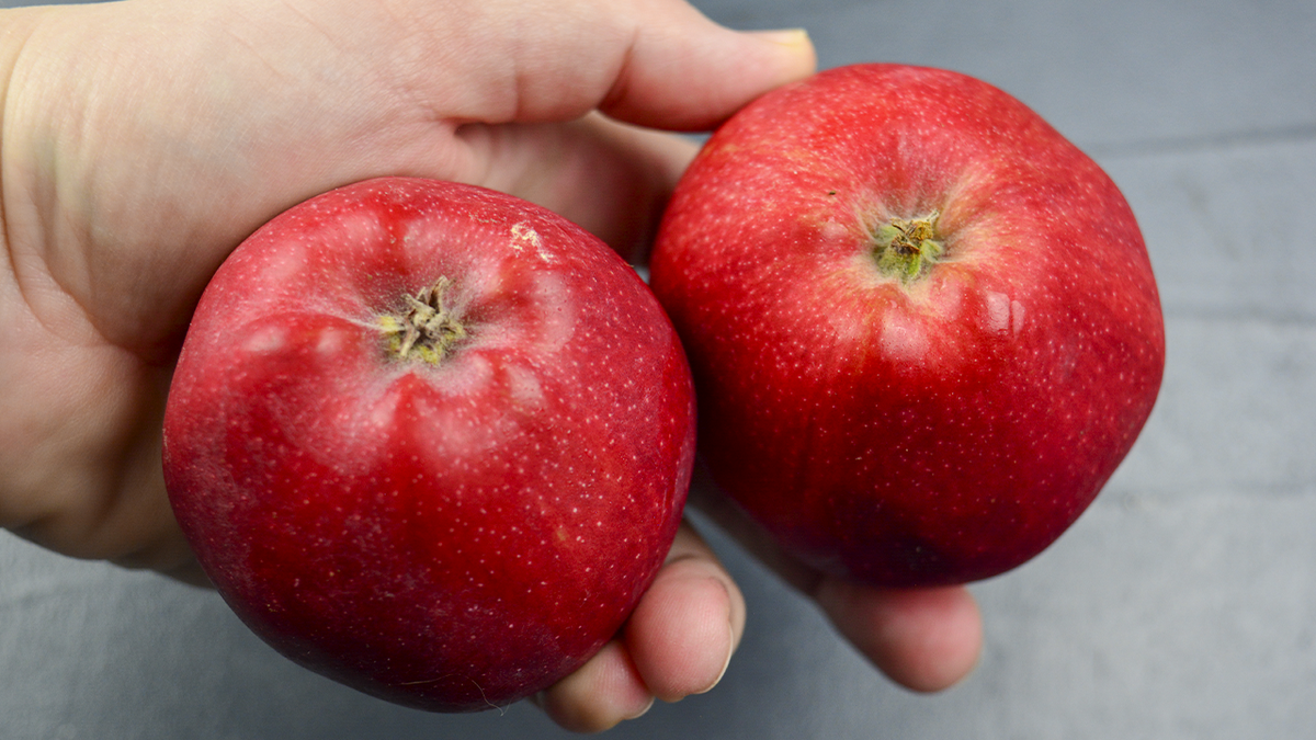 Яблочно-блинный пирог: простой рецепт для сладкого удовольствия