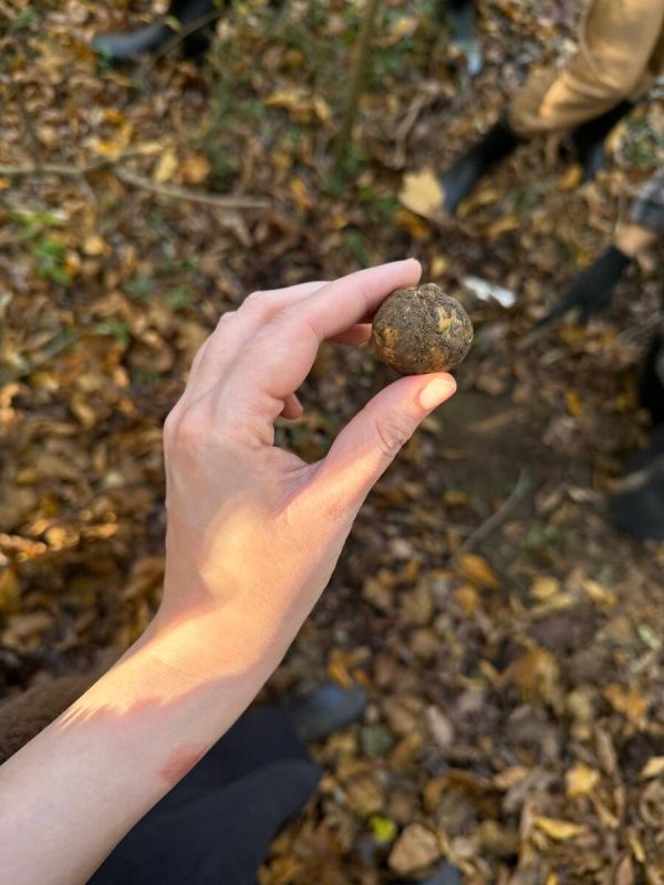 ���������� �����������: ������ ������ ������ � ��������