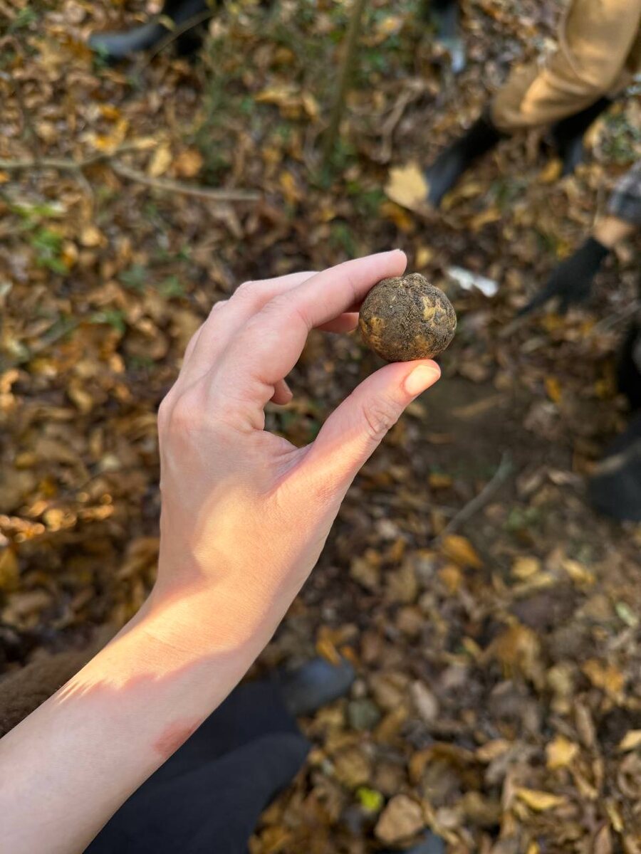 Трюфельные приключения: Первые успехи админа в Пьемонте