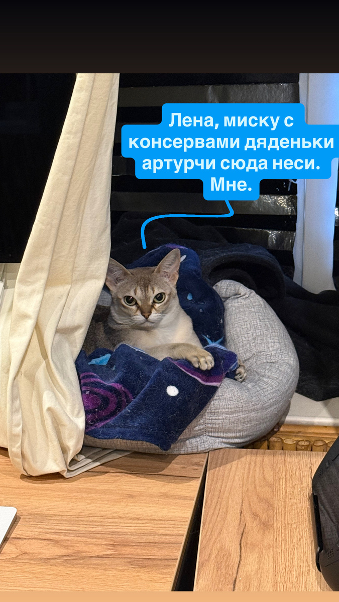 Гастрономические приключения котов