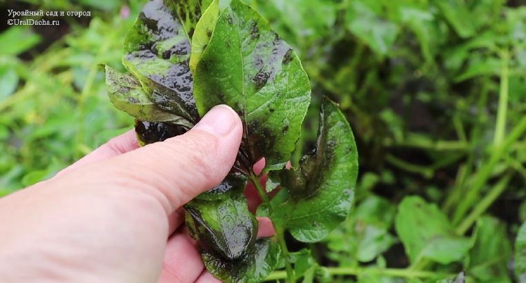 ����� �������� �������: ��� ������ ������ �� �����������