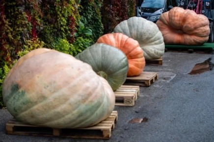 Инженер из США побил рекорд, вырастив тыкву весом в 1 тонну