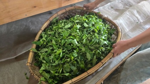 Как сырье влияет на вкус китайского чая?