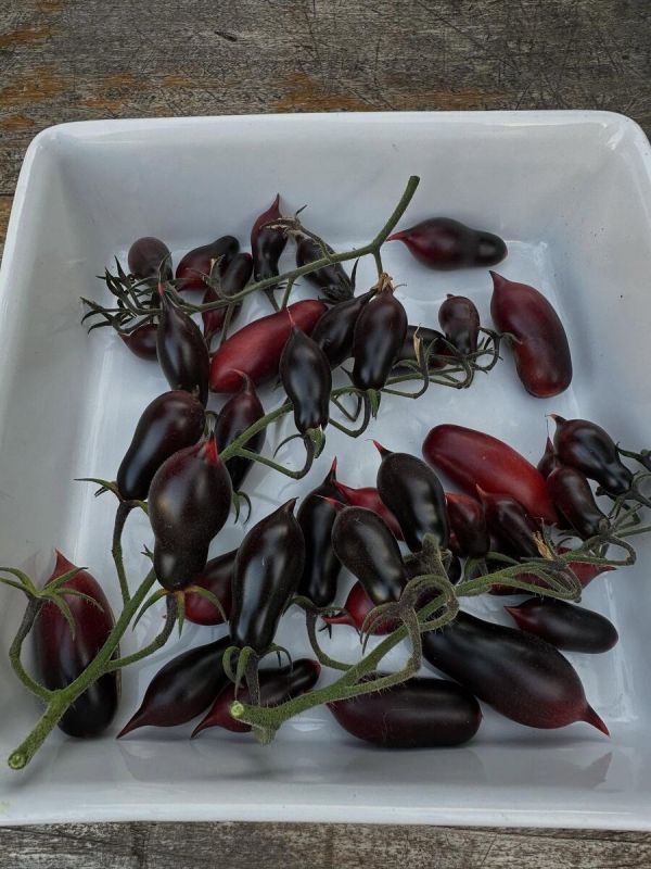 ������� ������� ����: ������� ������� ��� ��������� ���������