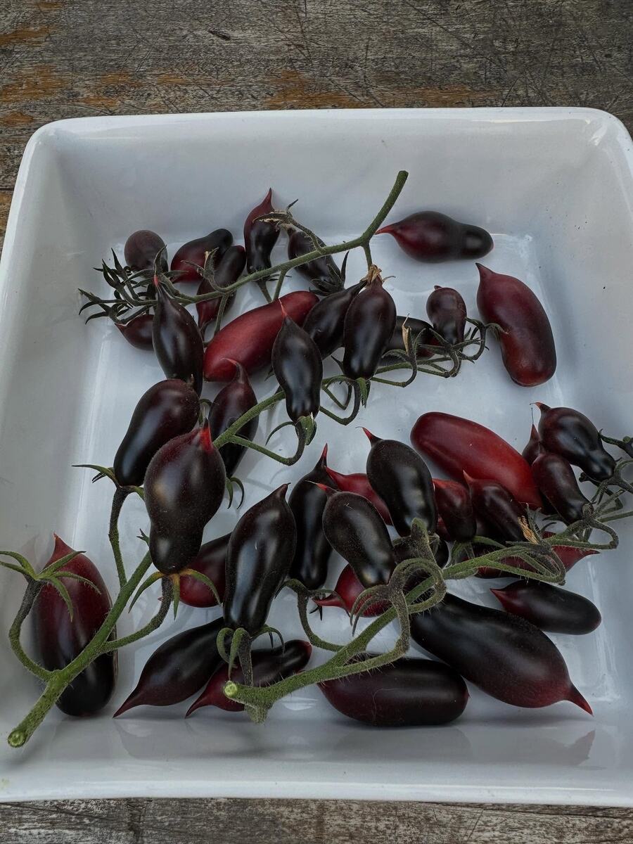 Кумкват Розовый опал: Вкусная находка для любителей помидоров