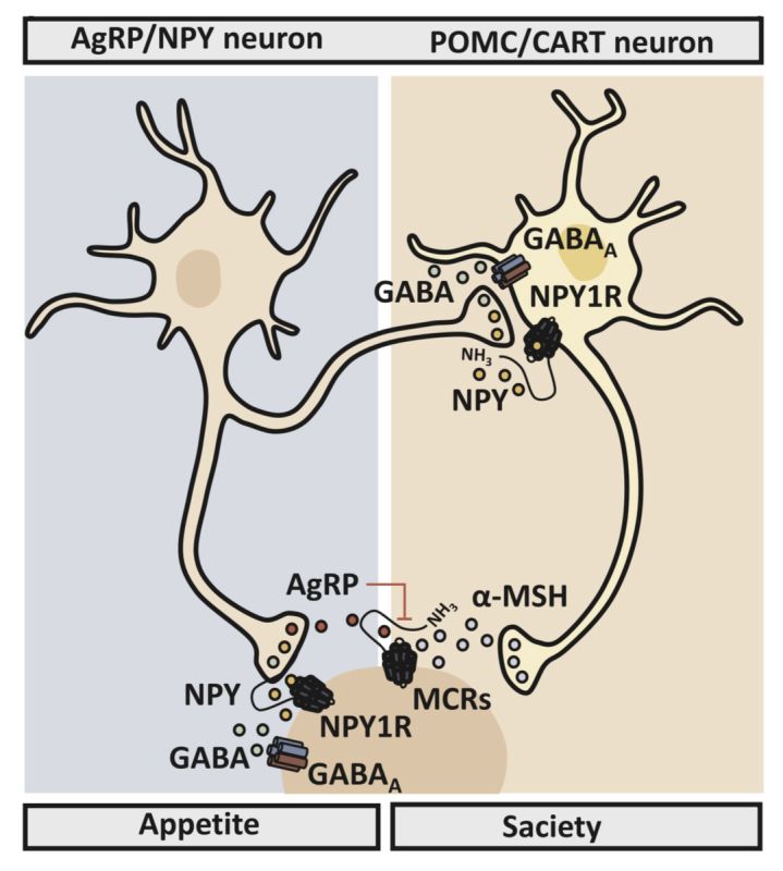 ��� �������� �������: �� �������� �� ��������