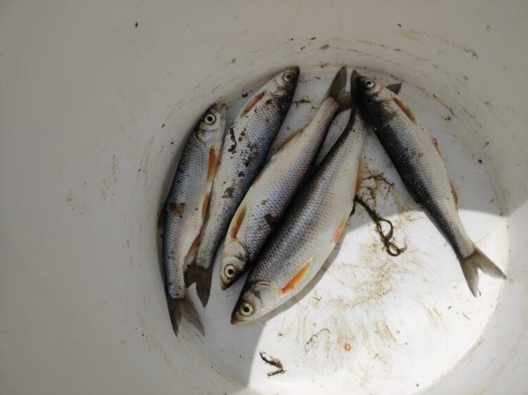 Как правильно выбрать свежую рыбу: советы эксперта