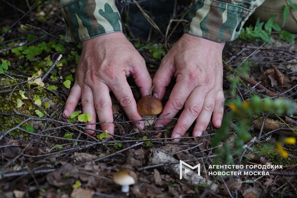 Грибной бум: эксперты предсказывают урожай в столичном регионе