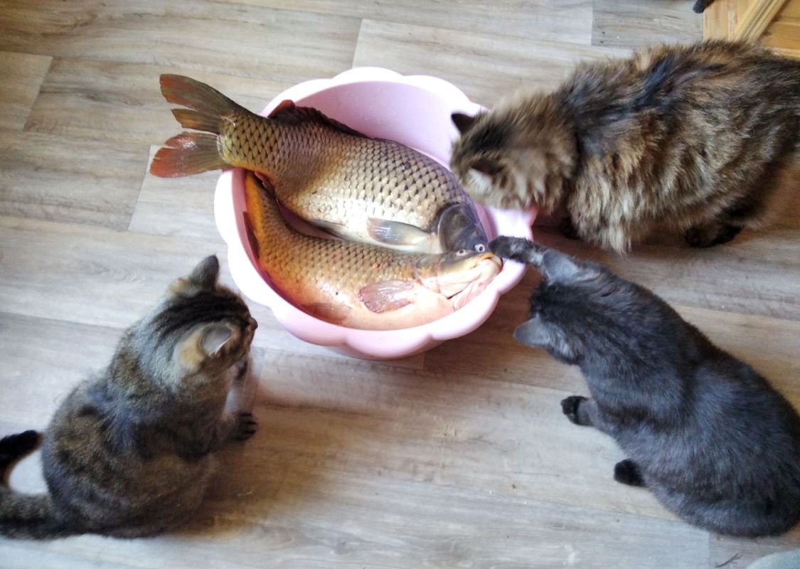 ��� ����������� ���������� ����� �� ������