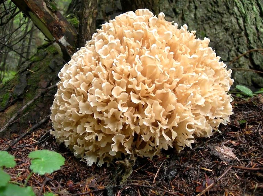 ��������� ��������: ���������� ����, ������������ ������ �������� � ��������� �������