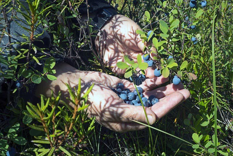 ������������ ����������� � ����: ����� ����� ���������� ��������� ����������