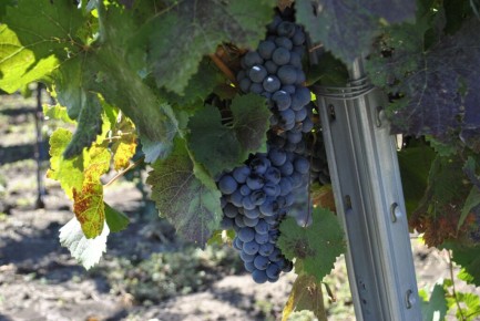 ������� ���� ��������� ���: ���� ������� � �������������� �������� � ���