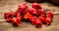 Pepper X: ����� �������� �����, ���������� ���������������� ���!
