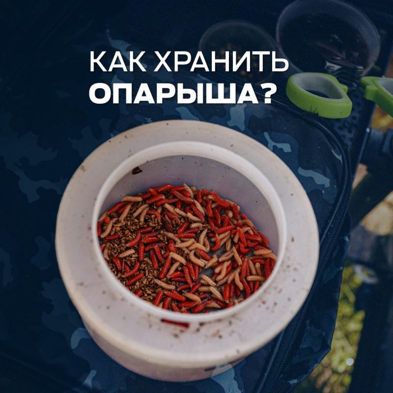 Как правильно сохранить опарыша: советы для успешной рыбалки