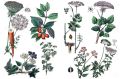 Незаметные герои: травяные чаи, которые могут заменить привычный кофе и черный чай
